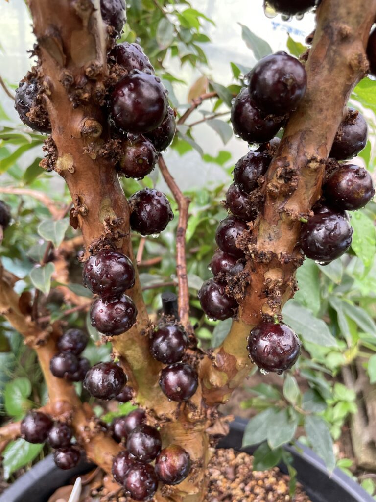 ジャボチカバ 中葉種 - 植物/観葉植物