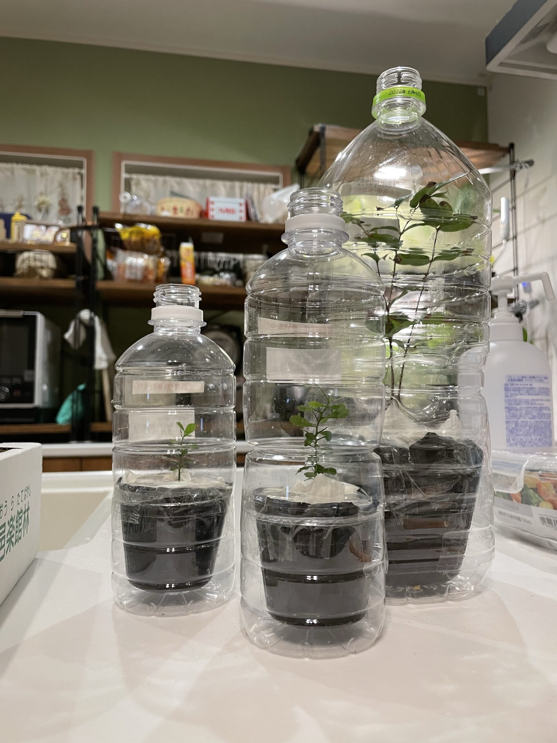 簡単5分で完成！植物を全国どこでも発送できる第四種郵便のペットボトル梱包方法 あつおの植物記録