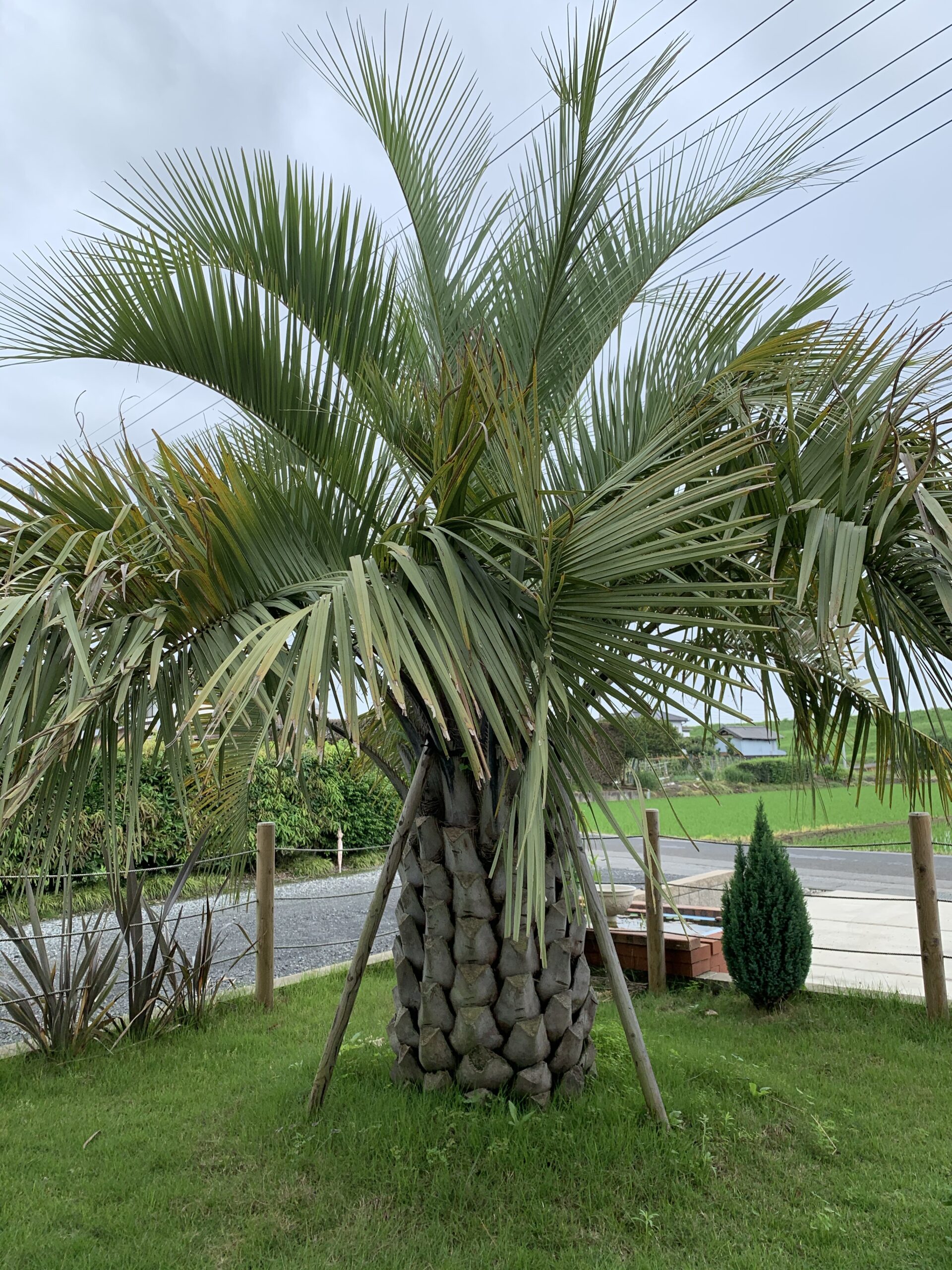 ココスヤシを20万円かけて庭に植えわかったこと。育て方や知られてい