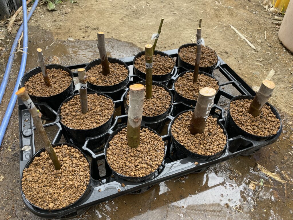 いつ植え替え 挿し木したイチジクの鉢上げ 穂木の太さで発根量の違いがありました 全て培養土へ植え替えました あつおの植物記録