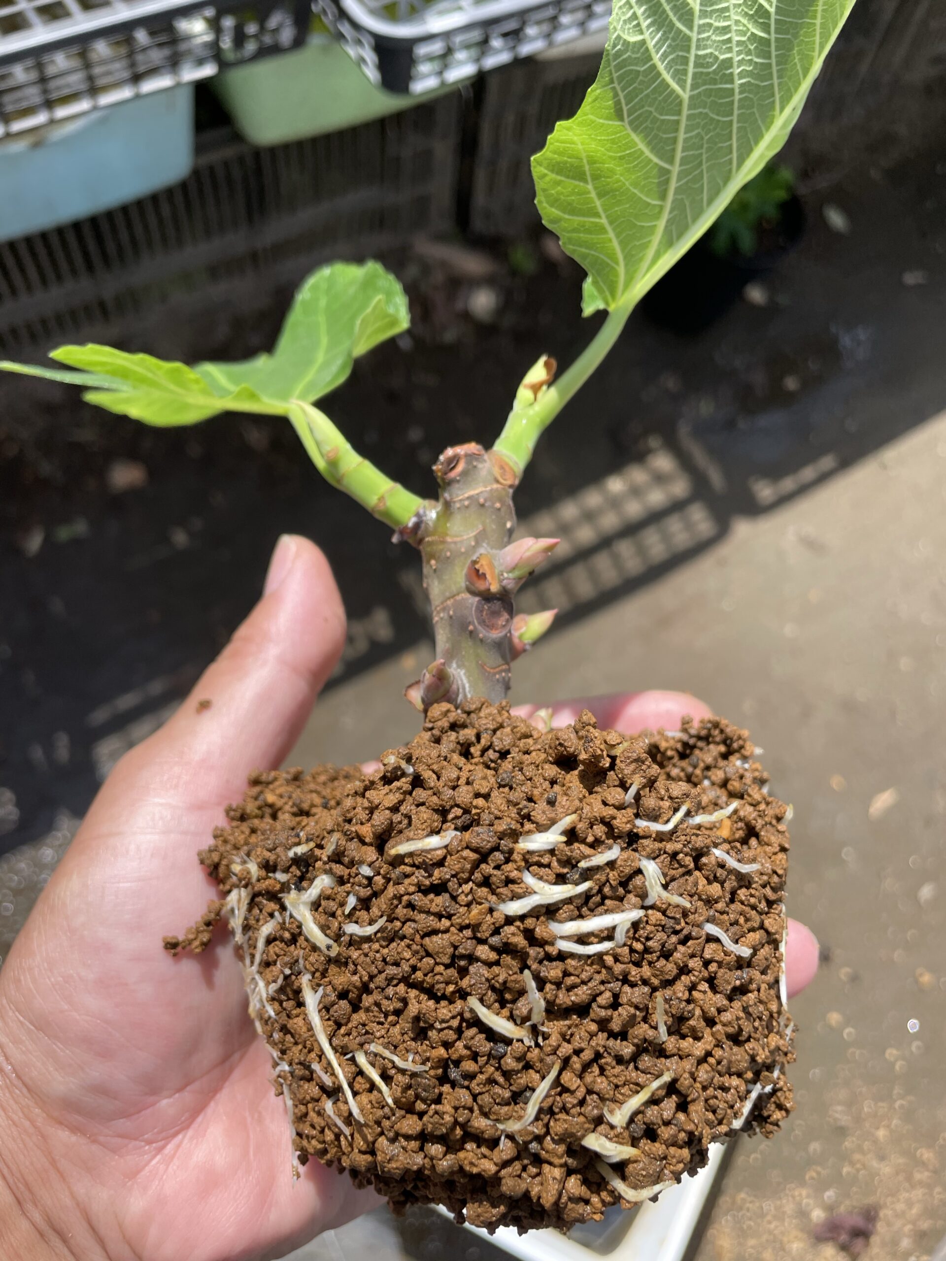 いつ植え替え 挿し木したイチジクの鉢上げ 穂木の太さで発根量の違いがありました 全て培養土へ植え替えました あつおの植物記録