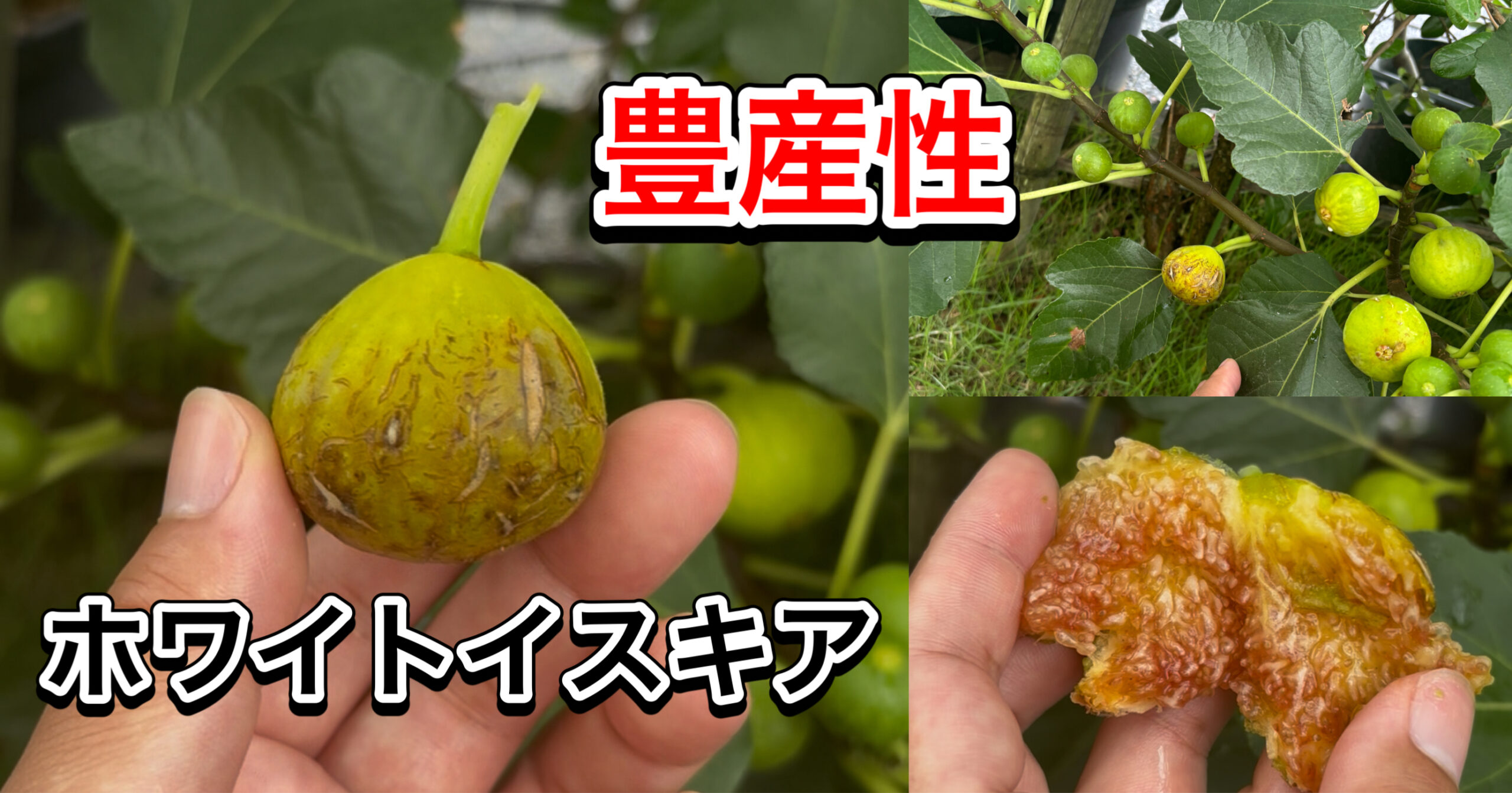 ホワイトイスキアの果実と樹上の様子（豊産性が特徴のイチジク品種）