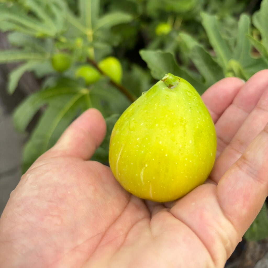 ダルマティ|果実