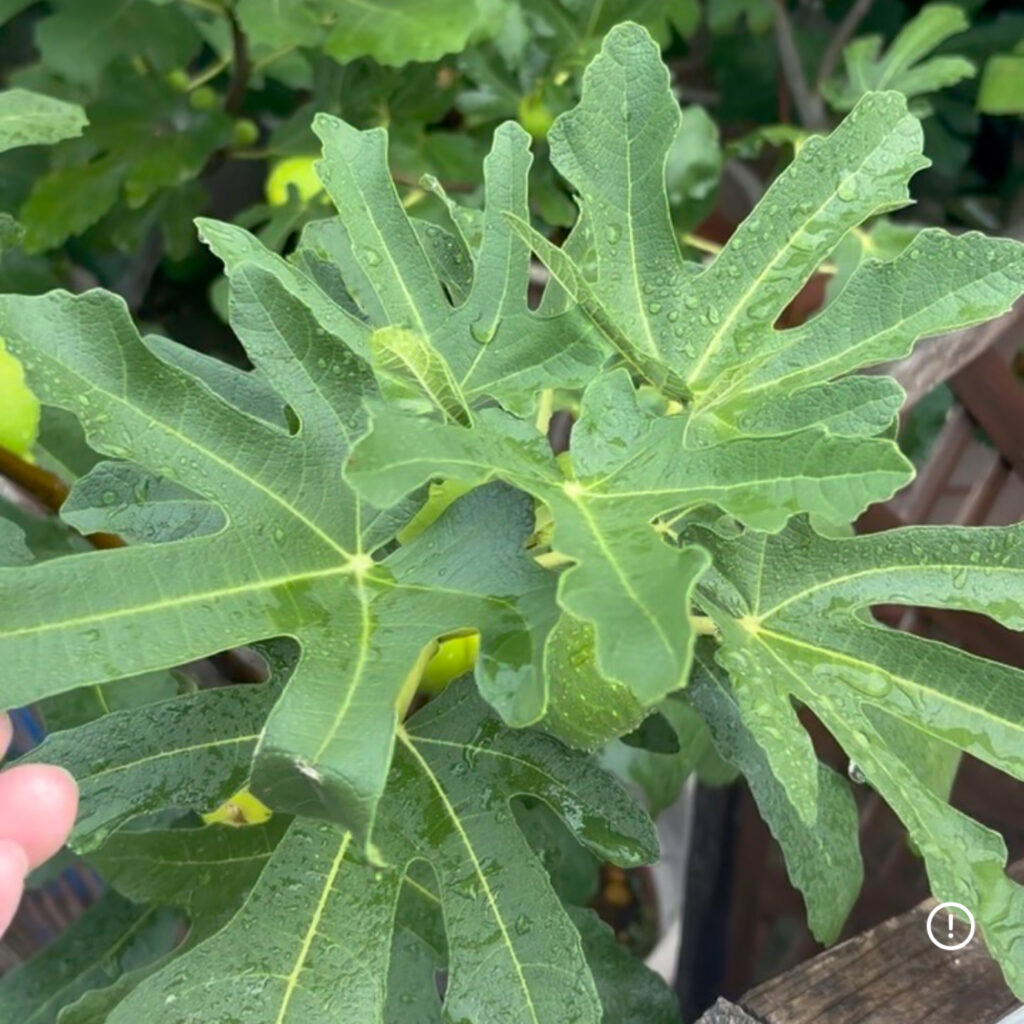 ダルマティ|細長い特徴的な葉