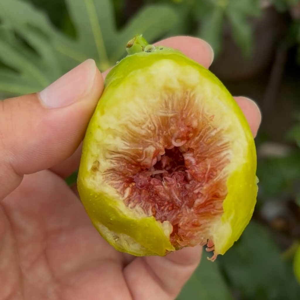 ダルマティ|完熟した透き通る赤果肉の大実(群馬 自家栽培)