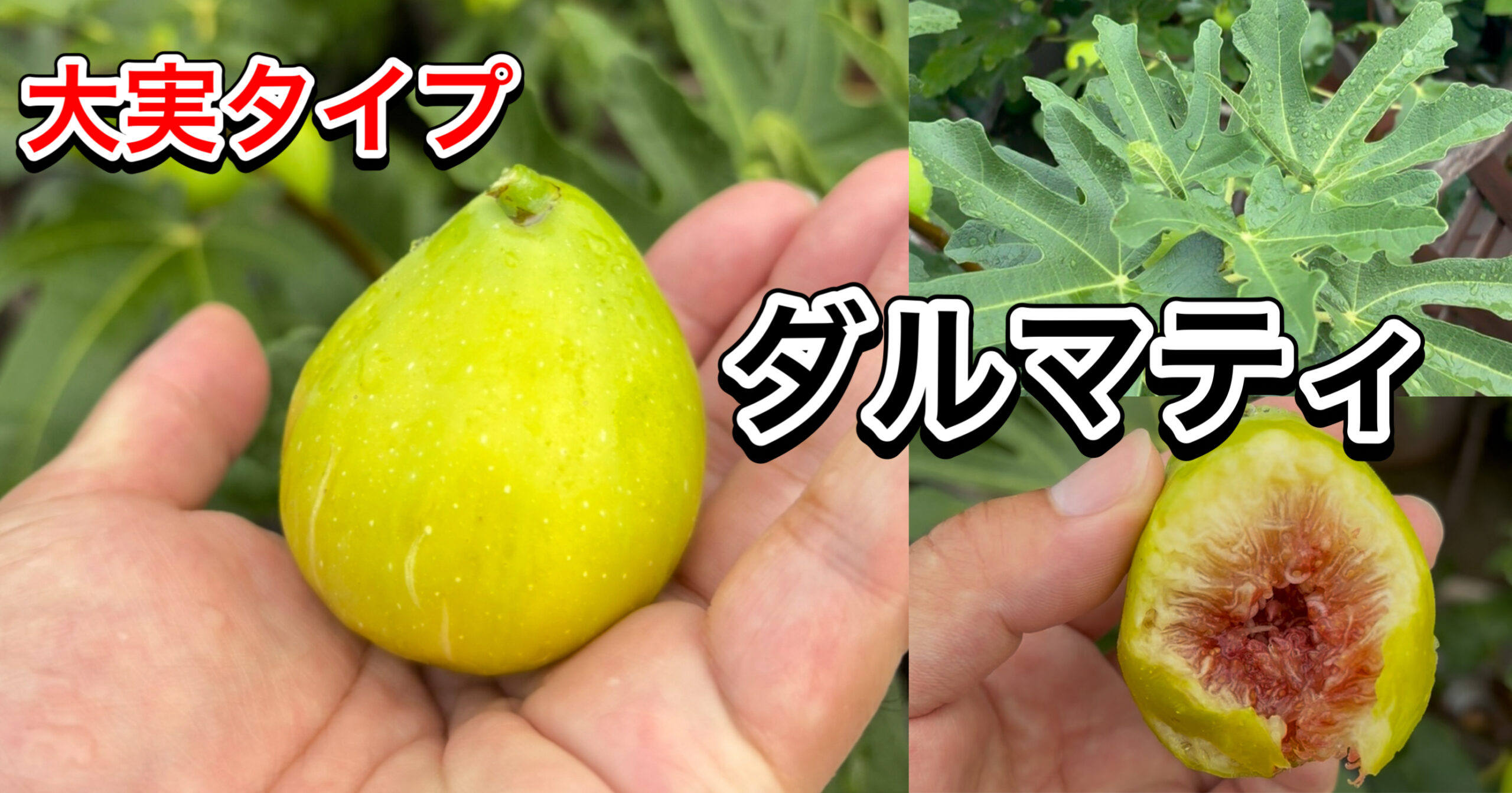 ダルマティ（Dalmatie）｜透き通る赤果肉の大実イチジク（群馬 自家栽培）