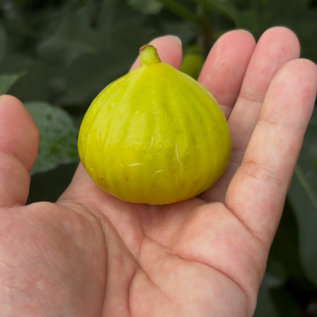 ゴールデンリバーサイド|手のひらサイズの大玉果