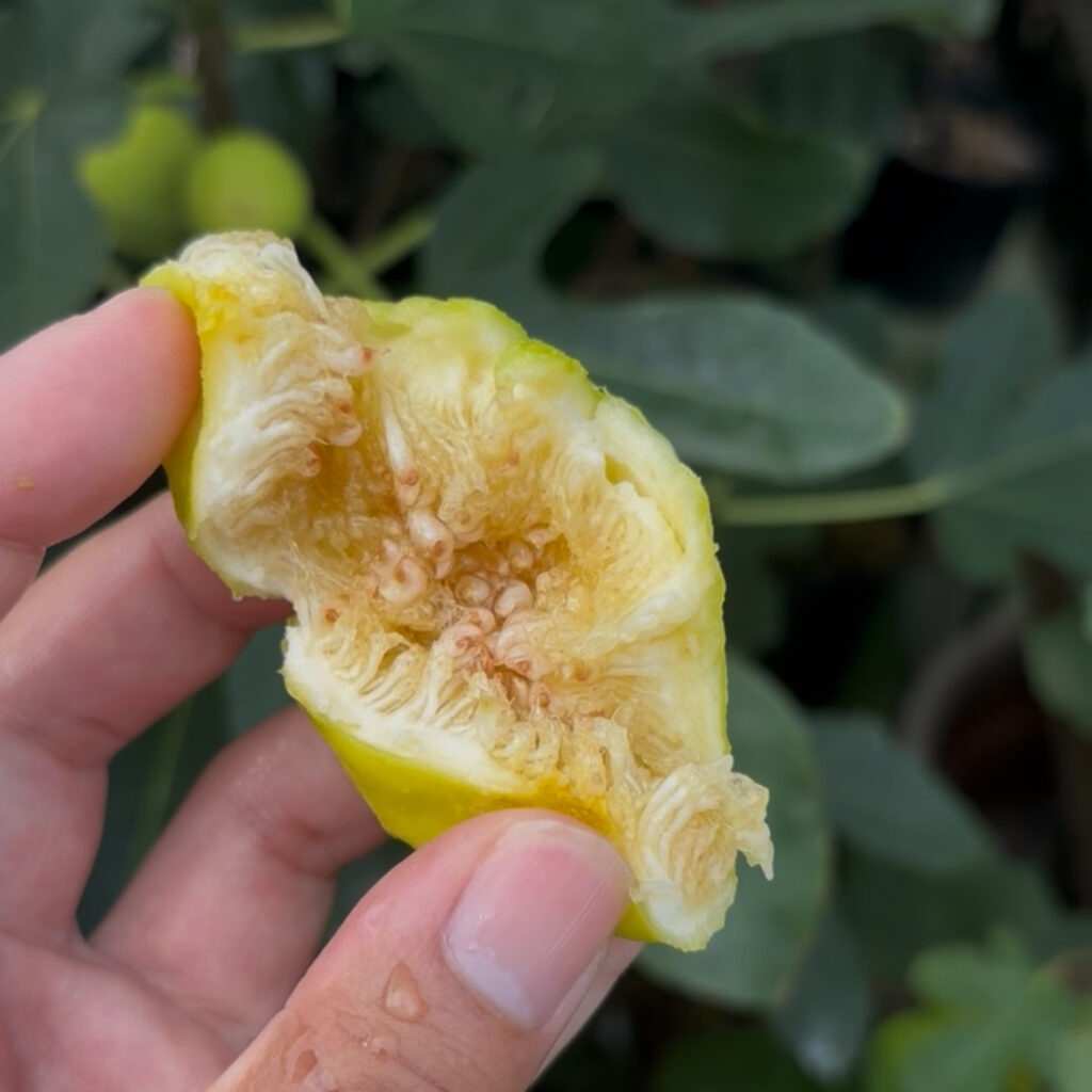 ゴールデンリバーサイド|熟果の断面(琥珀色のゼリー果肉)