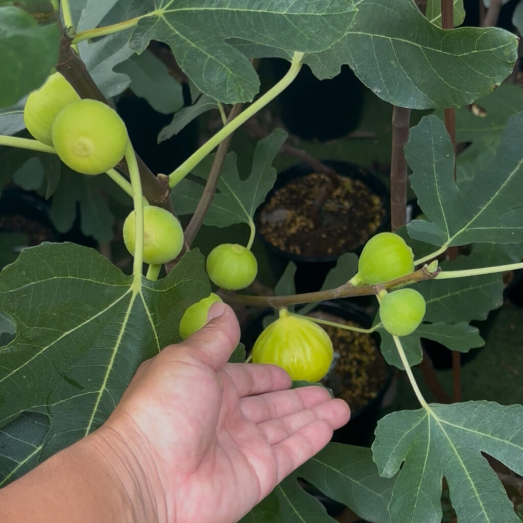 ゴールデンリバーサイド|樹上の黄色い果実(群馬 自家栽培)