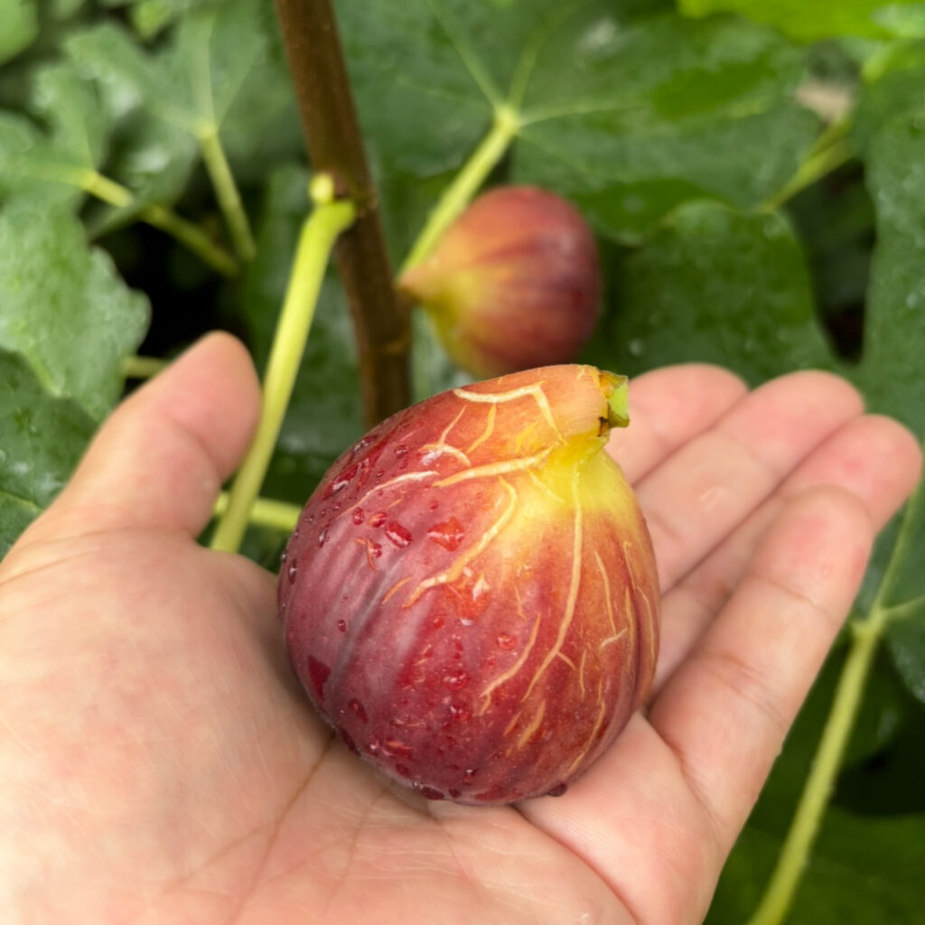 スーパー・ジャンボDK|特大サイズの果実(100g級)