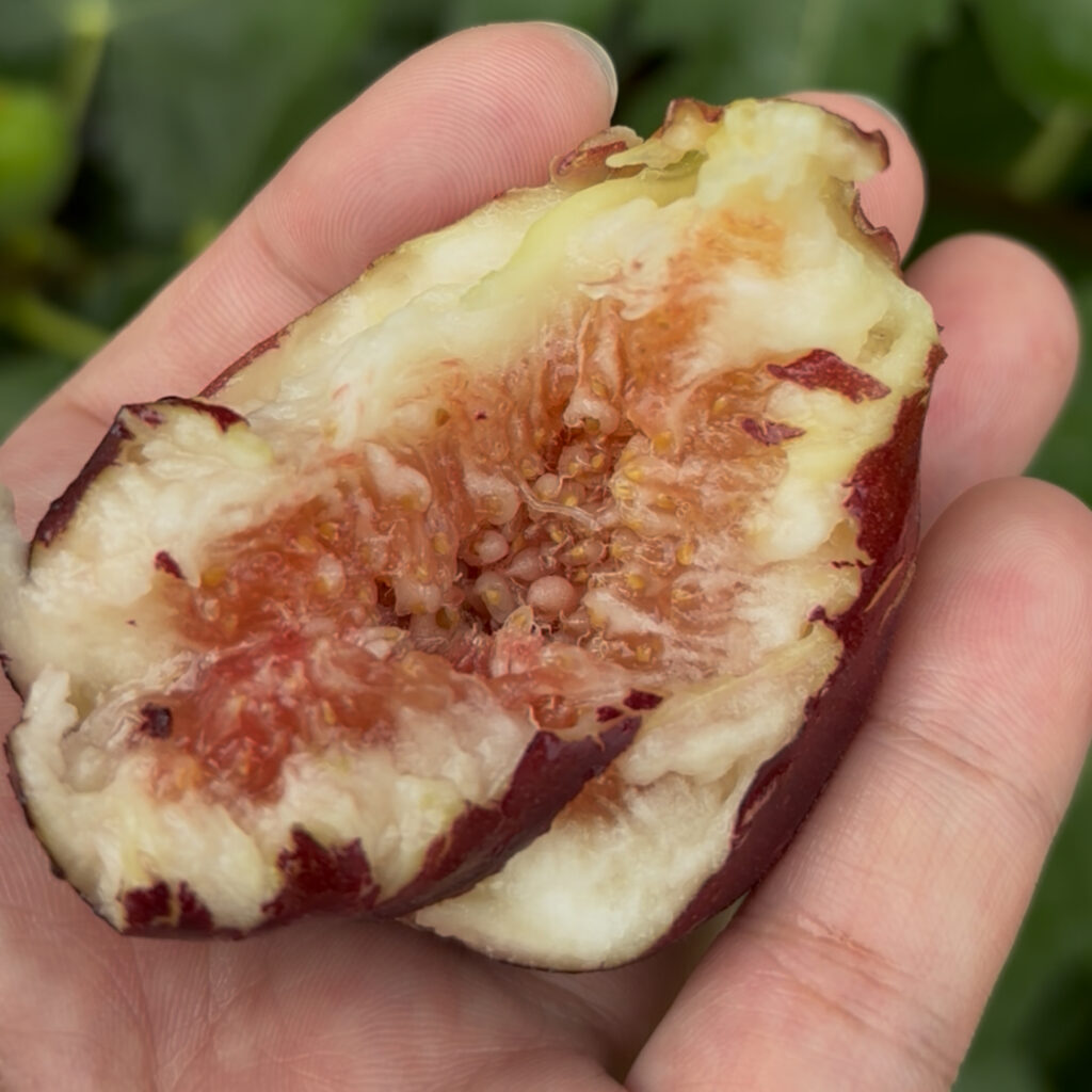 スーパー・ジャンボDK|果実の断面・桃のようなジューシー食感