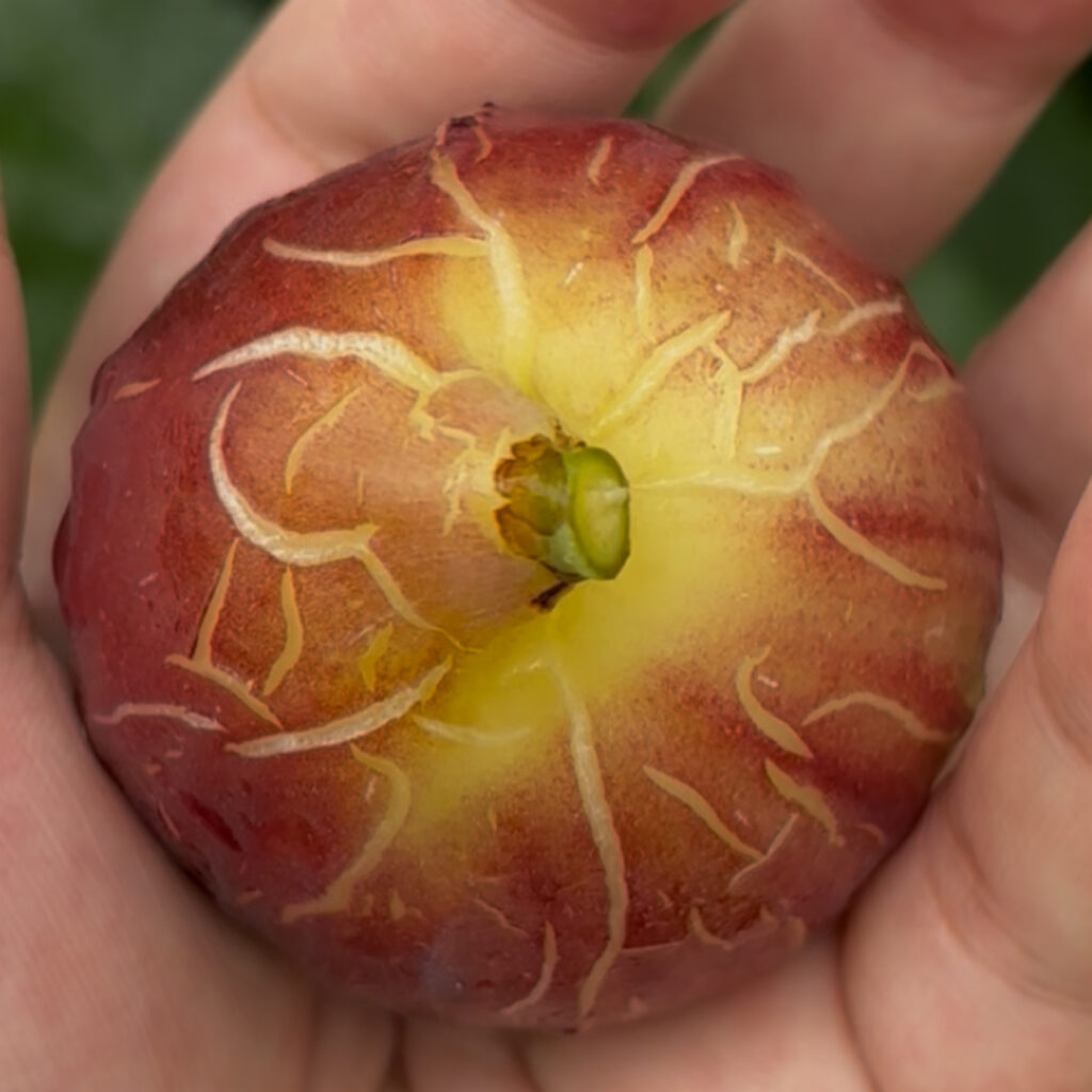 スーパー・ジャンボDK|樹上の完熟果(群馬 自家栽培)