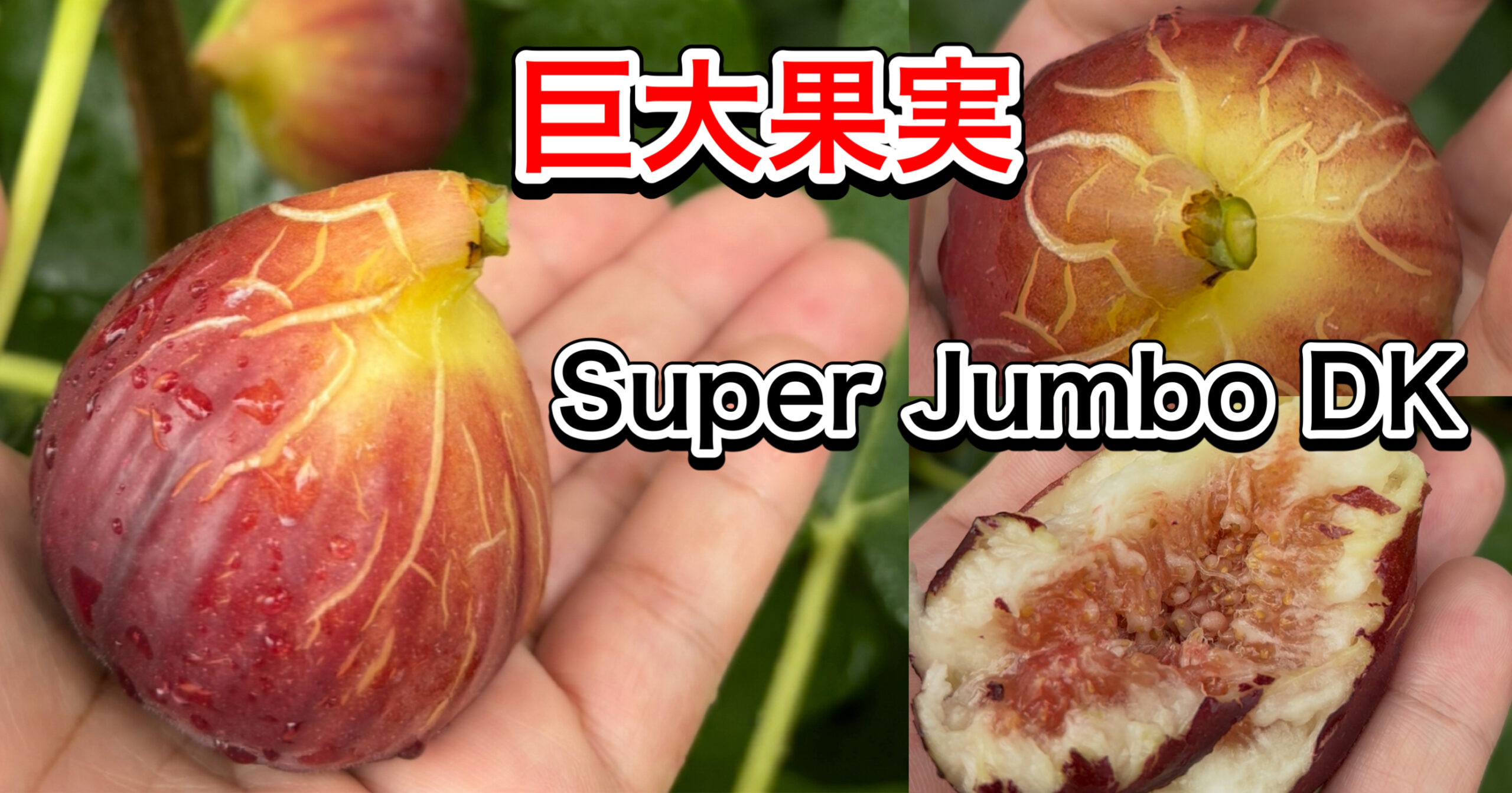 スーパー・ジャンボDK（Super Jumbo DK）完全ガイド｜100g超え特大イチジク・桃のようなジューシー系