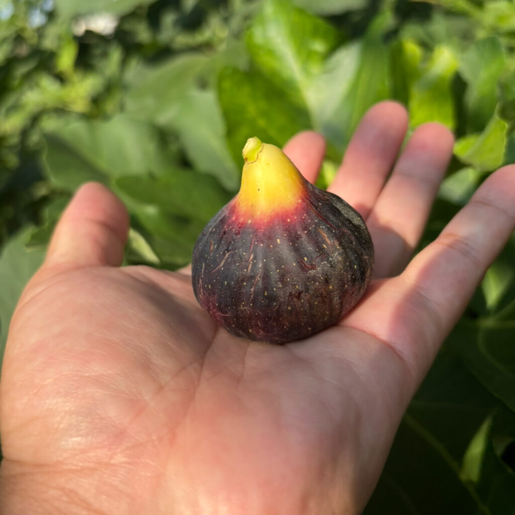 ボルディソット ネグラリマダ|縞模様の熟果(群馬 自家栽培)