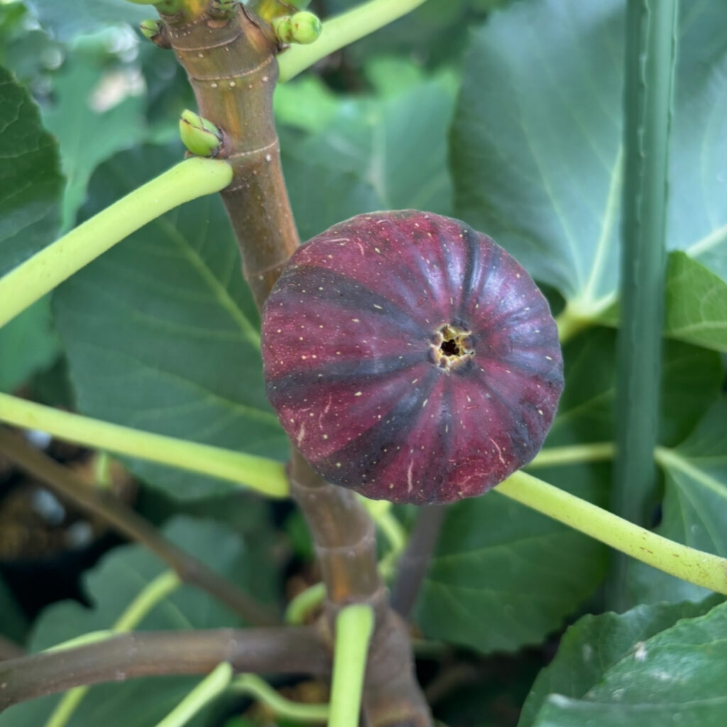 Bordissot Negra Rimada|虹色に熟すレインボーストライプ果実