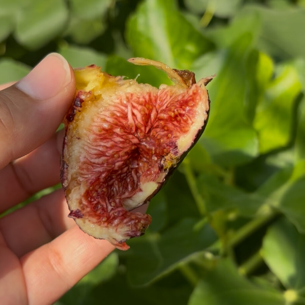 ボルディソット ネグラリマダ|赤果肉の断面