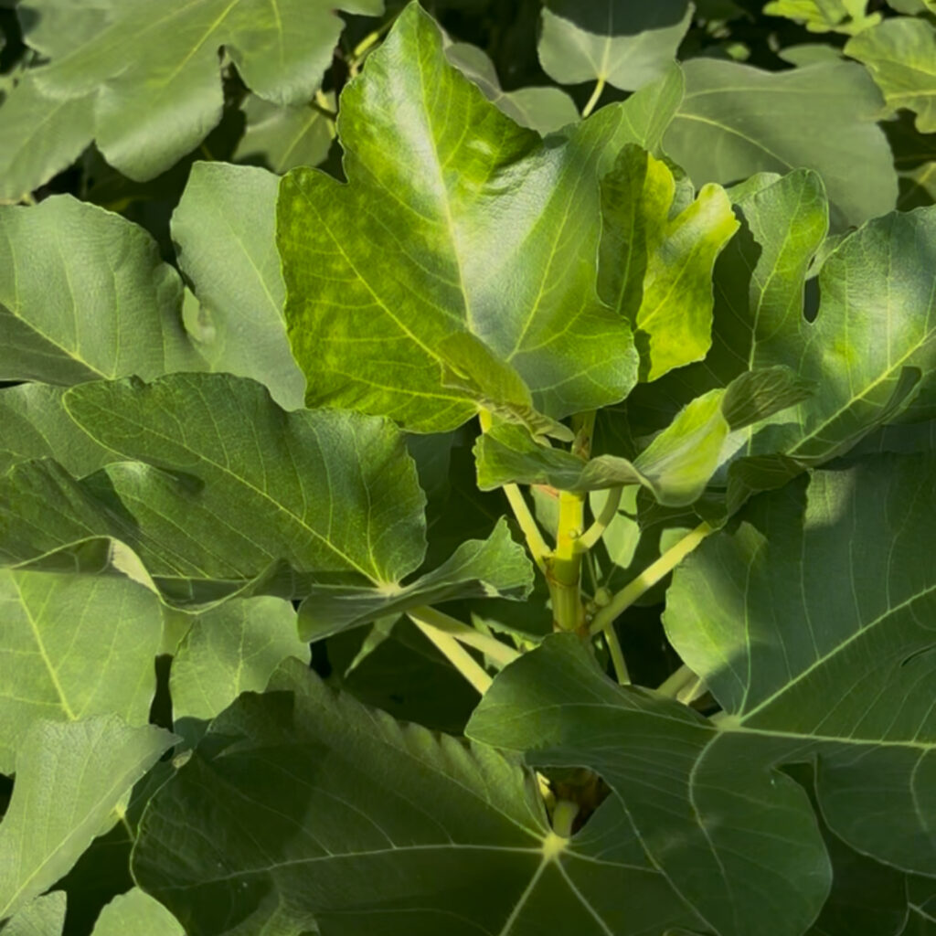 ボルディソット ネグラリマダ|葉の形状