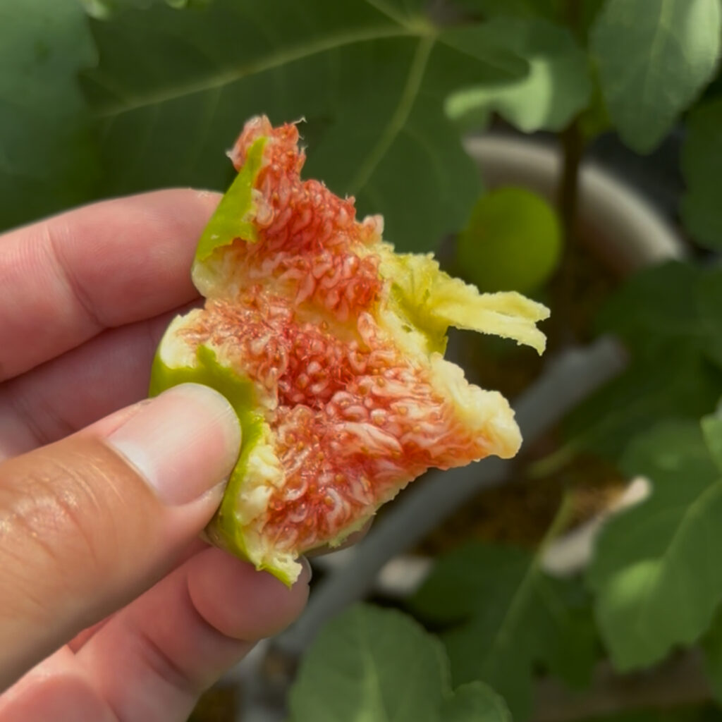 スマッキ(Smaki)|琥珀〜赤色の果肉断面