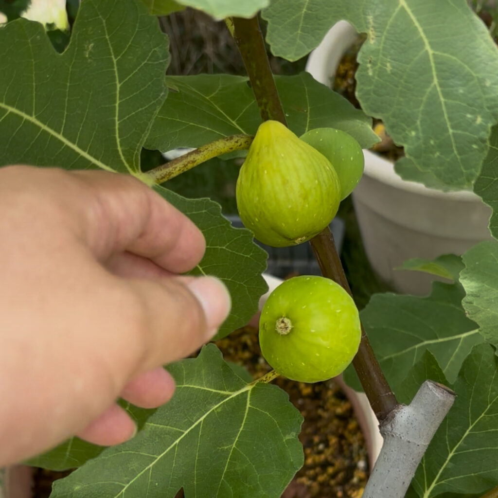 スマッキ(Smaki)|樹上の果実(10号鉢栽培)