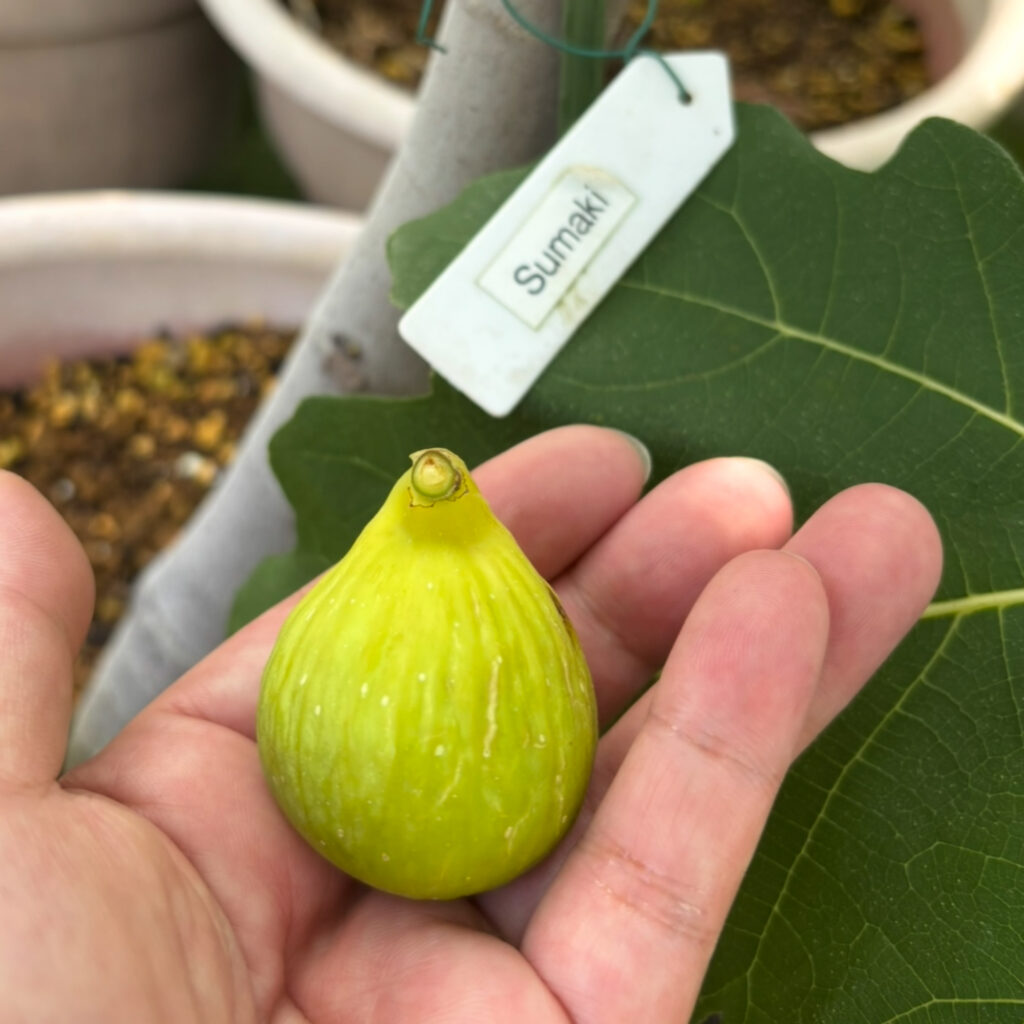 スマッキ(Smaki)|黄緑果皮の小玉イチジク(群馬 自家栽培)