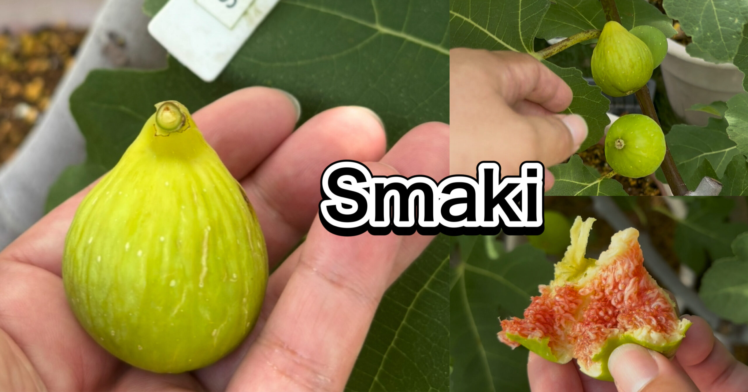 スマッキ（Smaki）｜黄緑果皮に赤い果肉が映える“生ジャム食感”の小玉イチジク（群馬 自家栽培）