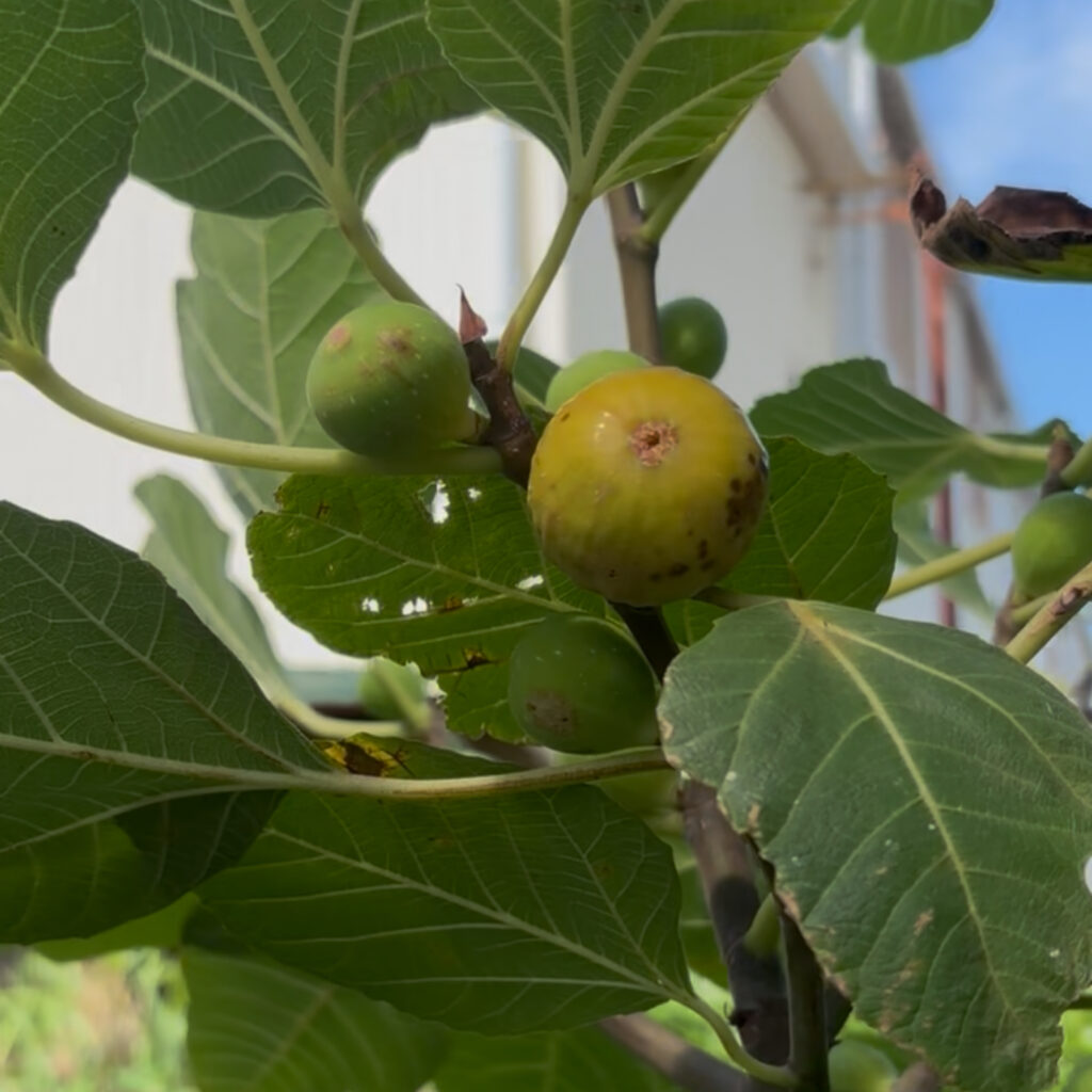 アルマ(Alma Gold)|完熟で蜜があふれる黄金果実(群馬 自家栽培)