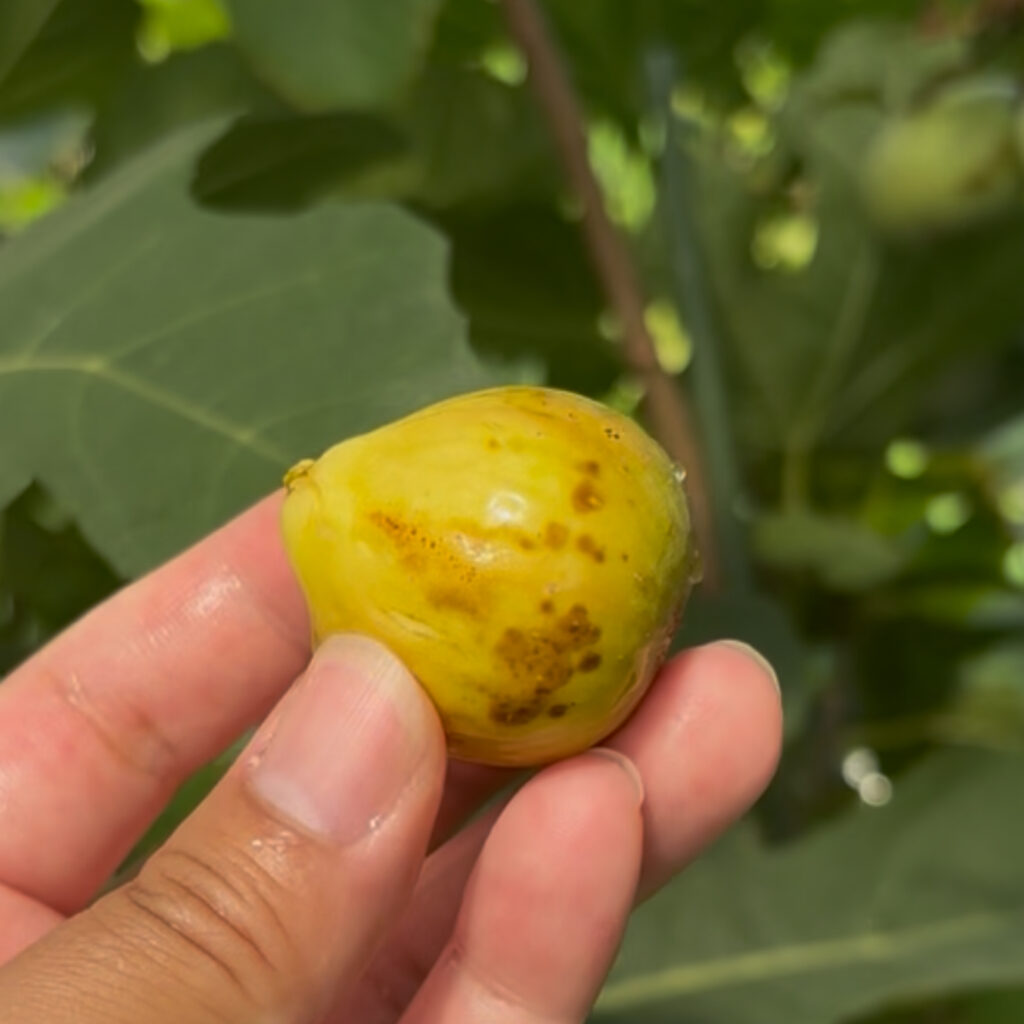 アルマ(Alma Gold)|特徴的なシューガースポット