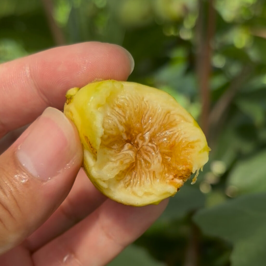 アルマ(Alma Gold)|琥珀色果肉の断面