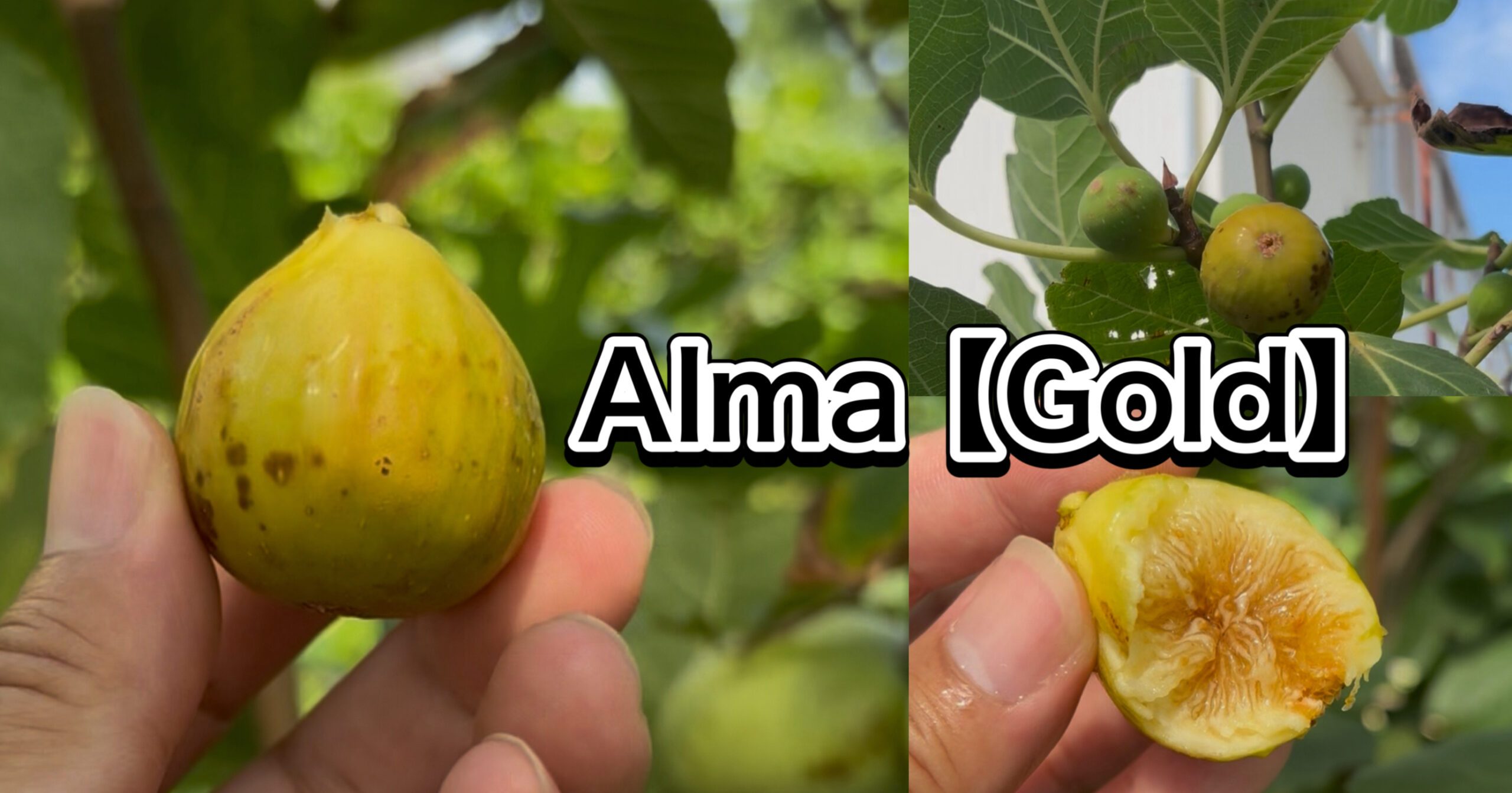 アルマ（Alma Gold）｜完熟で蜜があふれる黄金果実（群馬 自家栽培）