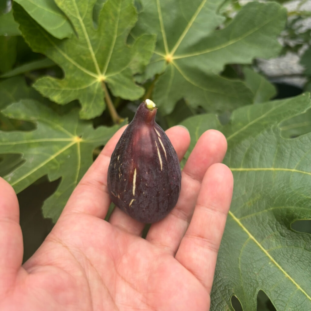ガリシアネグラ|深紅の果肉と黒果皮の高級イチジク(群馬 自家栽培)