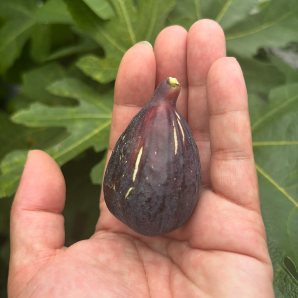 ガリシアネグラ|樹上で熟す黒果イチジク