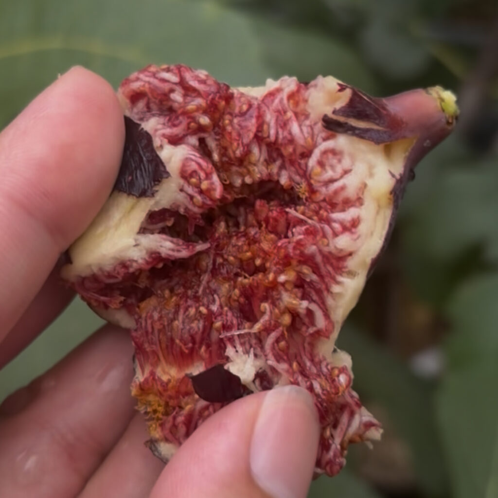 ガリシアネグラ|完熟果の断面(深紅の果肉)