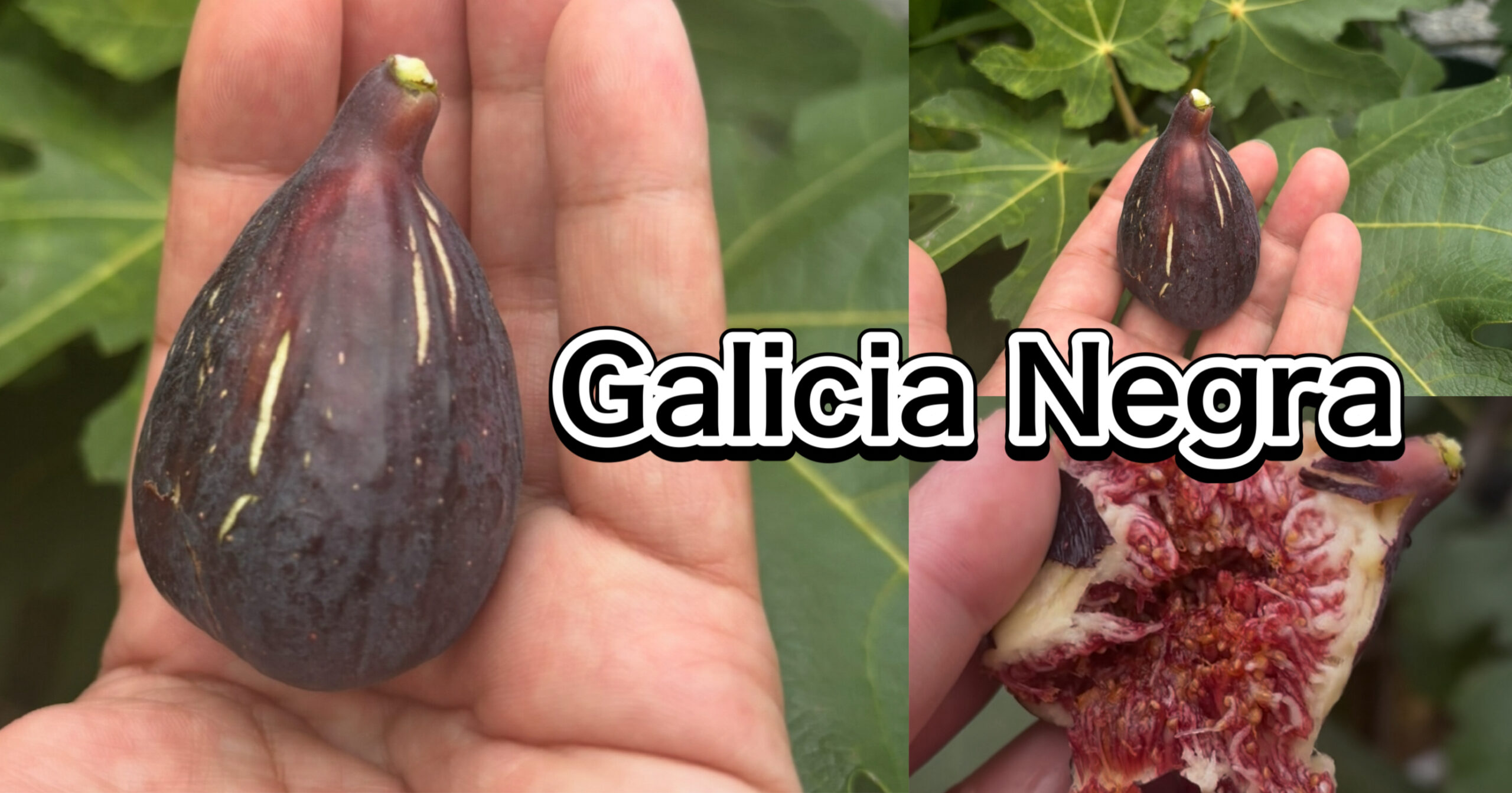 ガリシアネグラ（Galicia Negra）｜深紅の果肉と黒果皮が魅力の高級イチジク（群馬 自家栽培）
