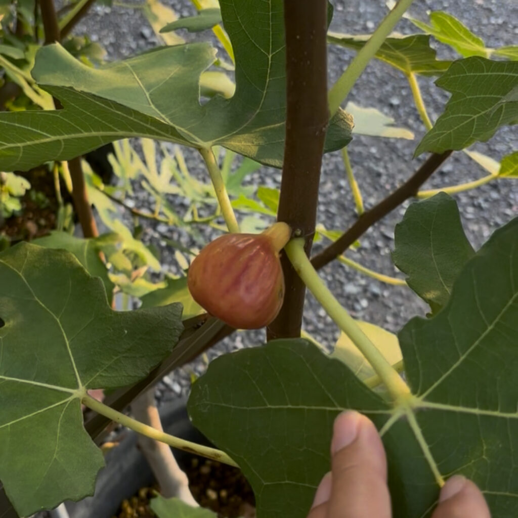 リサ(LiSA)|ピンク果皮の極甘イチジク(群馬 自家栽培)