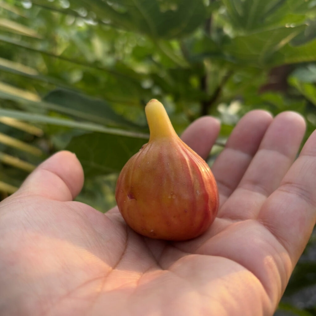 リサ(LiSA)|艶のあるピンク果皮イチジク(群馬 自家栽培)