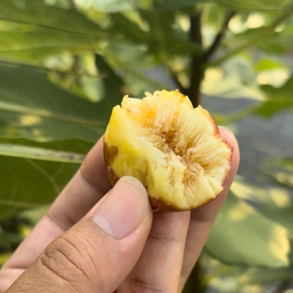 リサ(LiSA)|完熟果の断面と蜜感