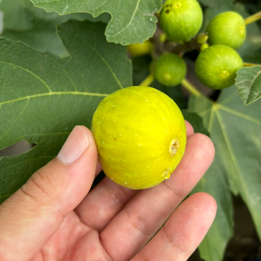 ゴールドフィガー|蜜が溢れる琥珀色果肉(群馬 自家栽培)