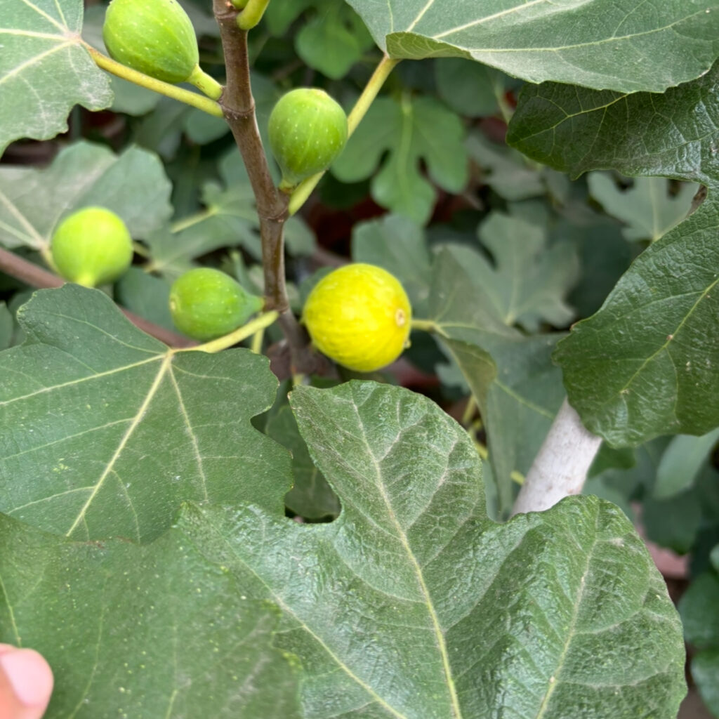 ゴールドフィガー|豊産性(鉢植え栽培)